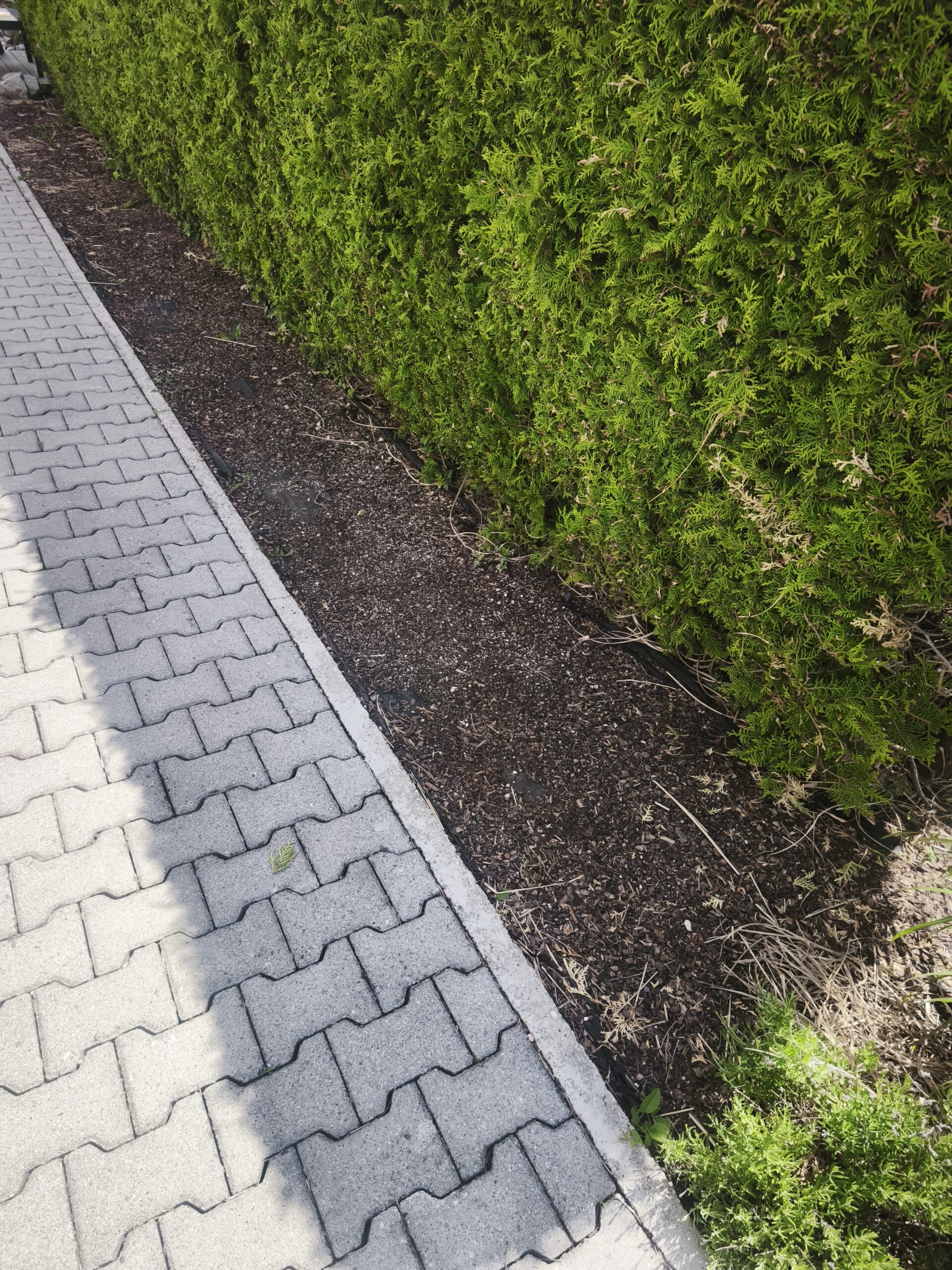 Beetstreifen vor der Umgestaltung – Rindenmulch und Unkraut unter Thuja-Hecke in Pocking