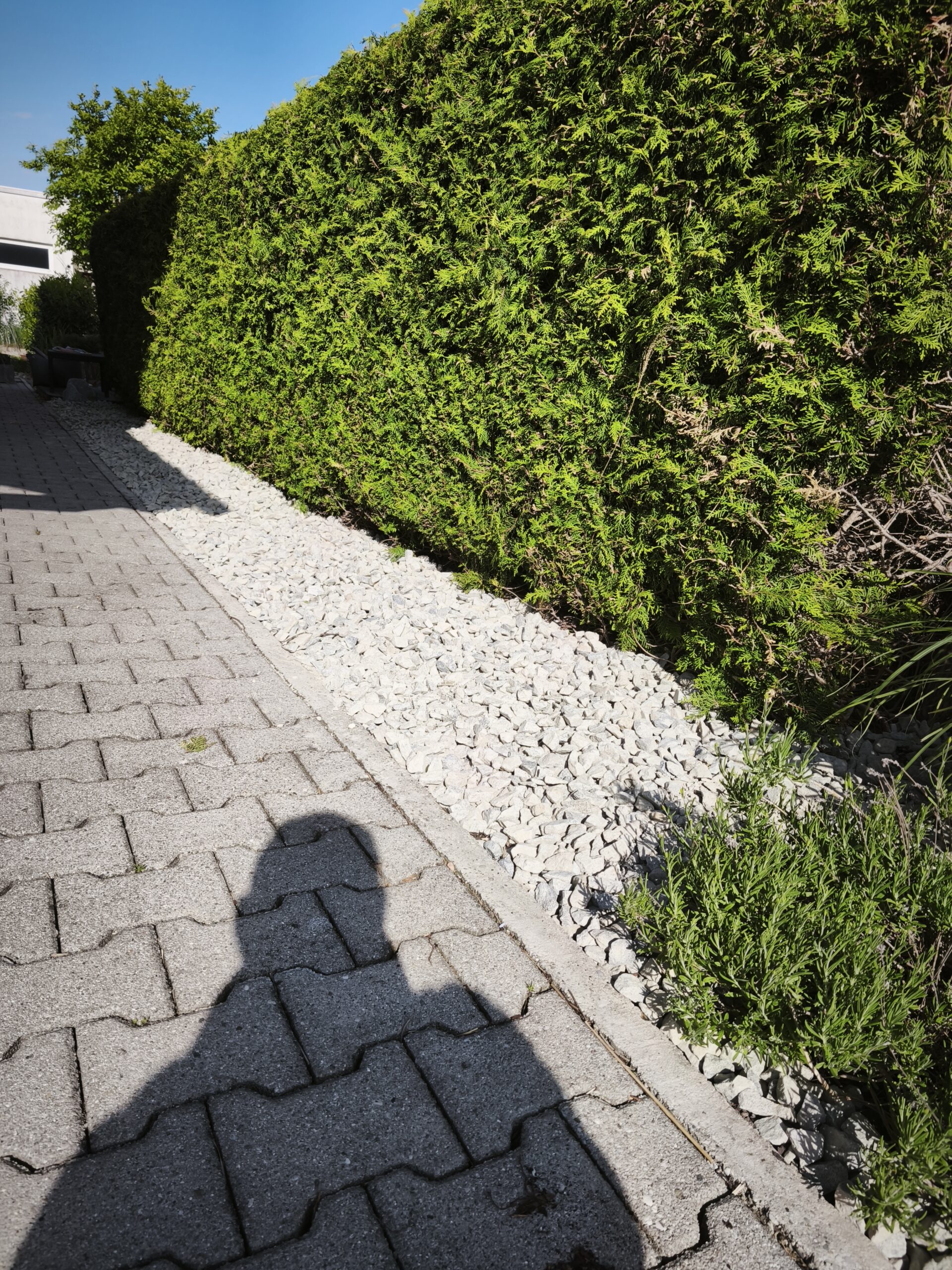 Beetumgestaltung Nachher – Thuja-Hecke mit weißem Marmorsplitt und Unkrautvlies, Pocking Niederbayern