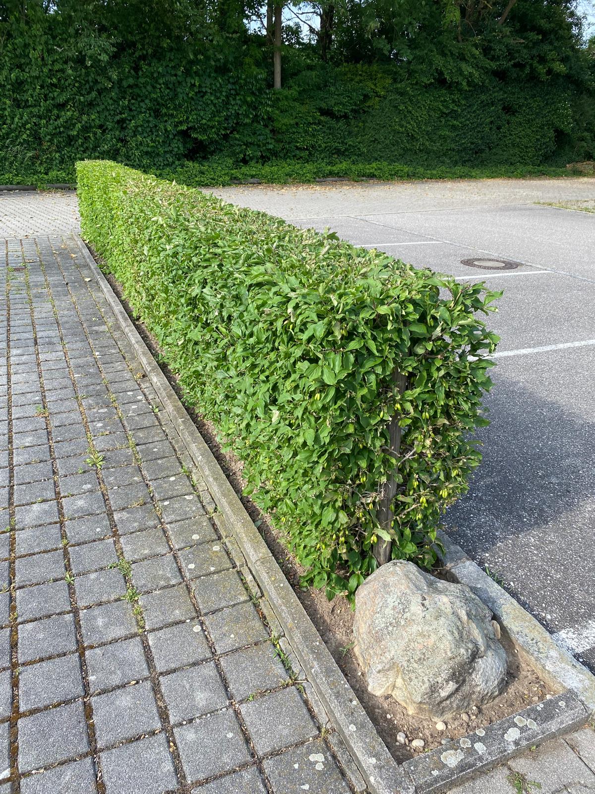 Professioneller Heckenschnitt auf Gewerbegelände Parkplatz – gepflegte Hecke mit sauberem Formschnitt, Niederbayern