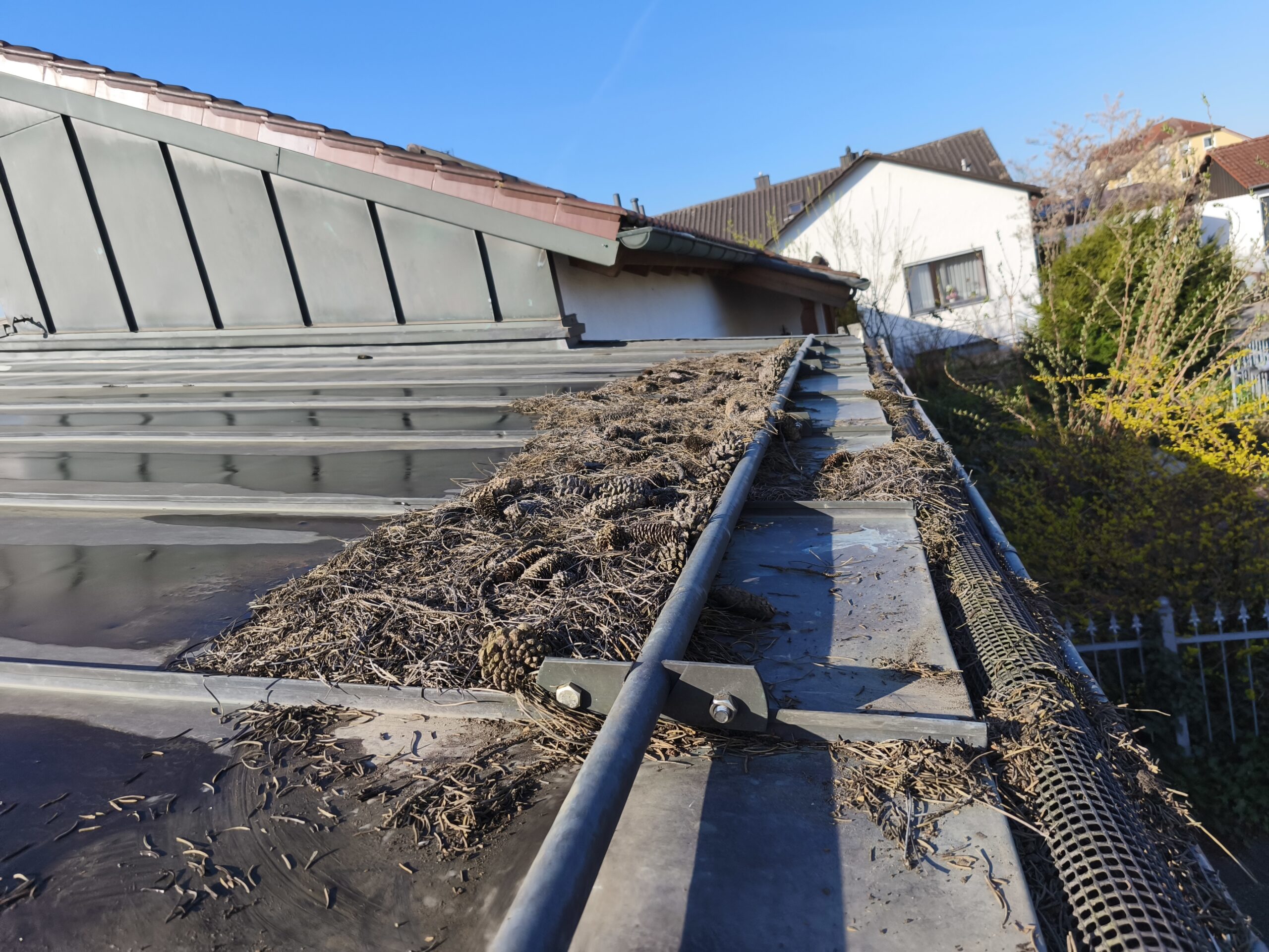 Verstopfte Dachrinne mit Zapfen und Laub auf Blechdach – Niederbayern